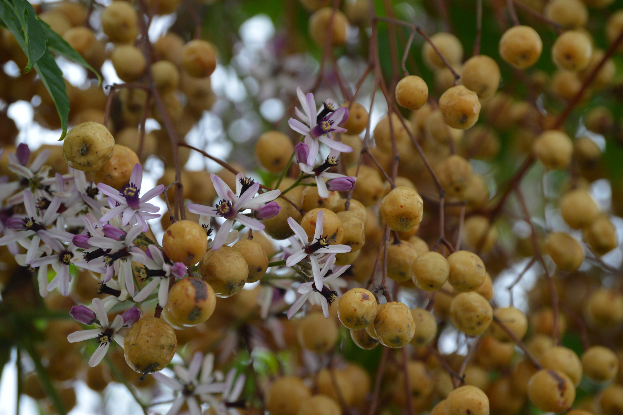 Chinaberry Tree Poisoning in Horses Symptoms, Causes, Diagnosis