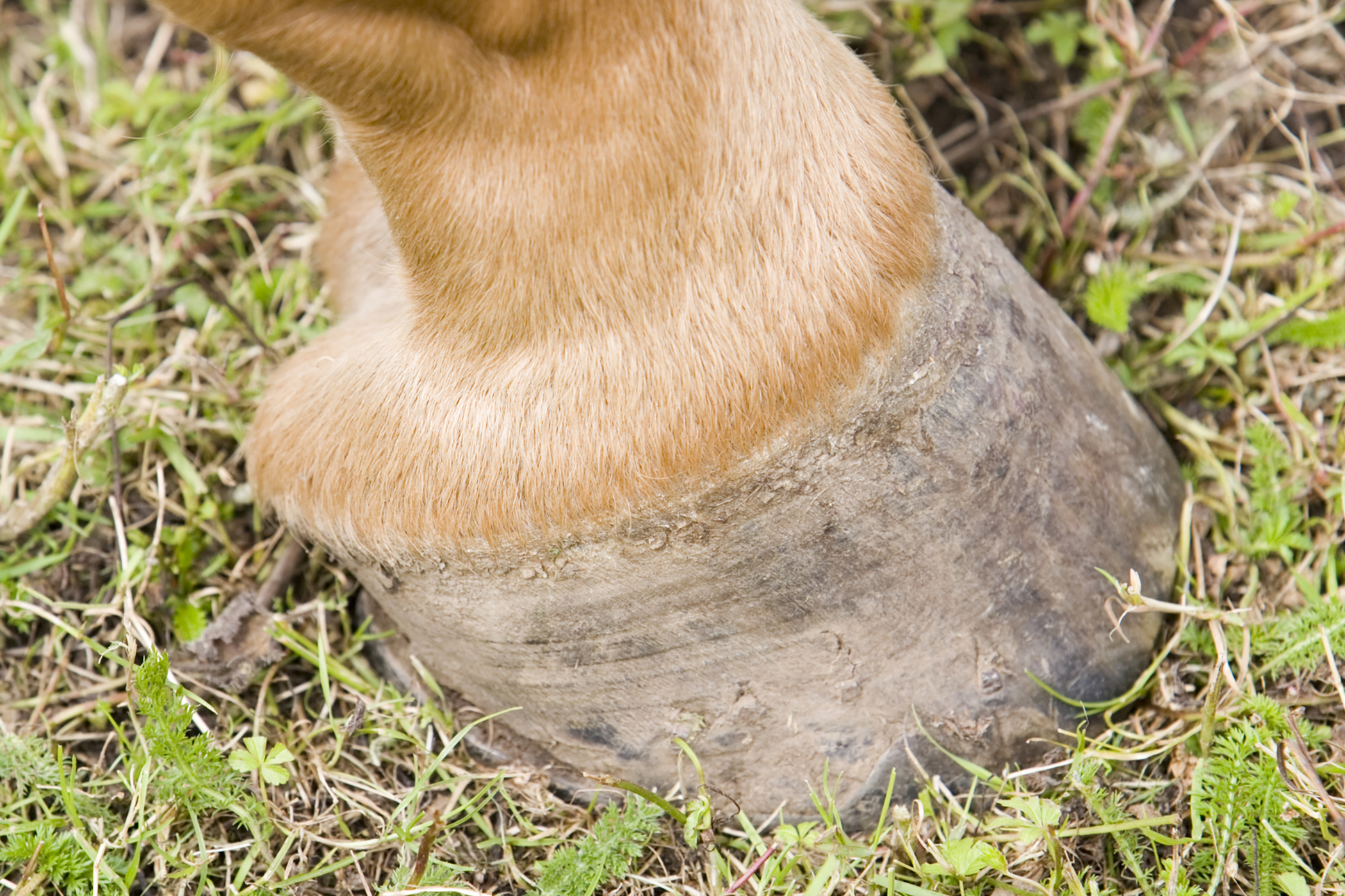 Horse Condition Area Hindlegs