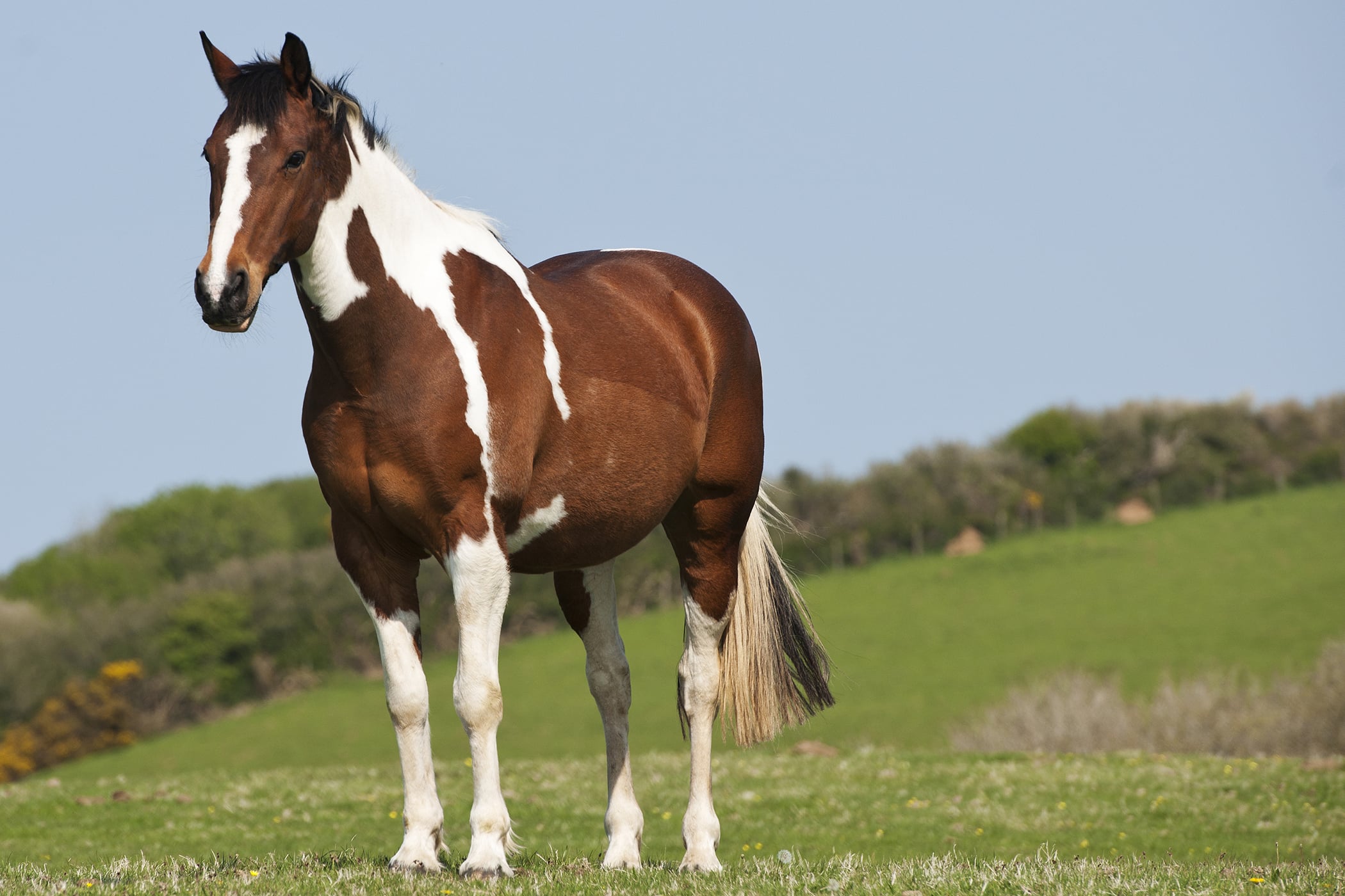 Cyanide Poisoning in Horses Symptoms, Causes, Diagnosis, Treatment