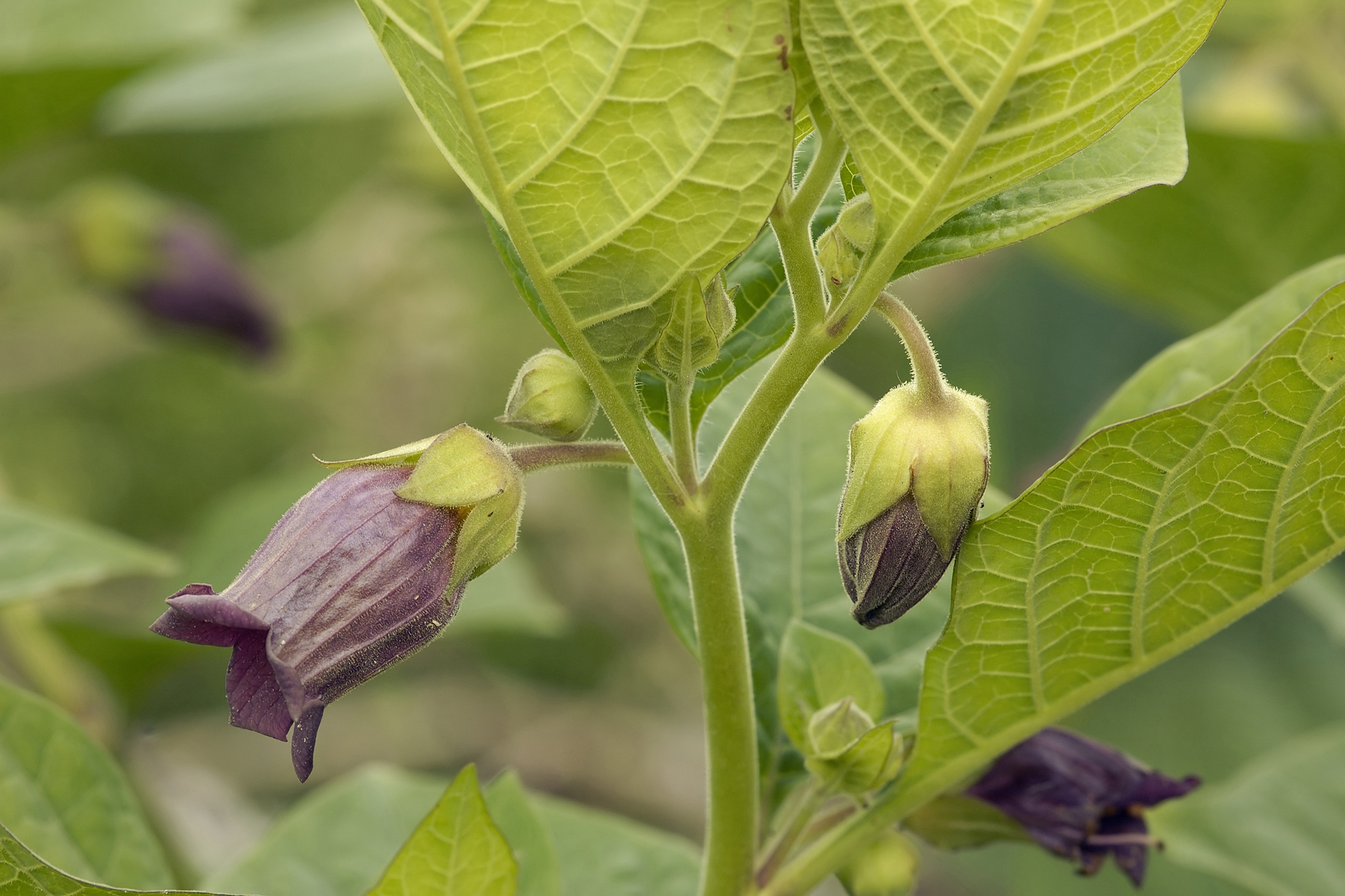 deadly-nightshade-poisoning-in-horses-symptoms-causes-diagnosis