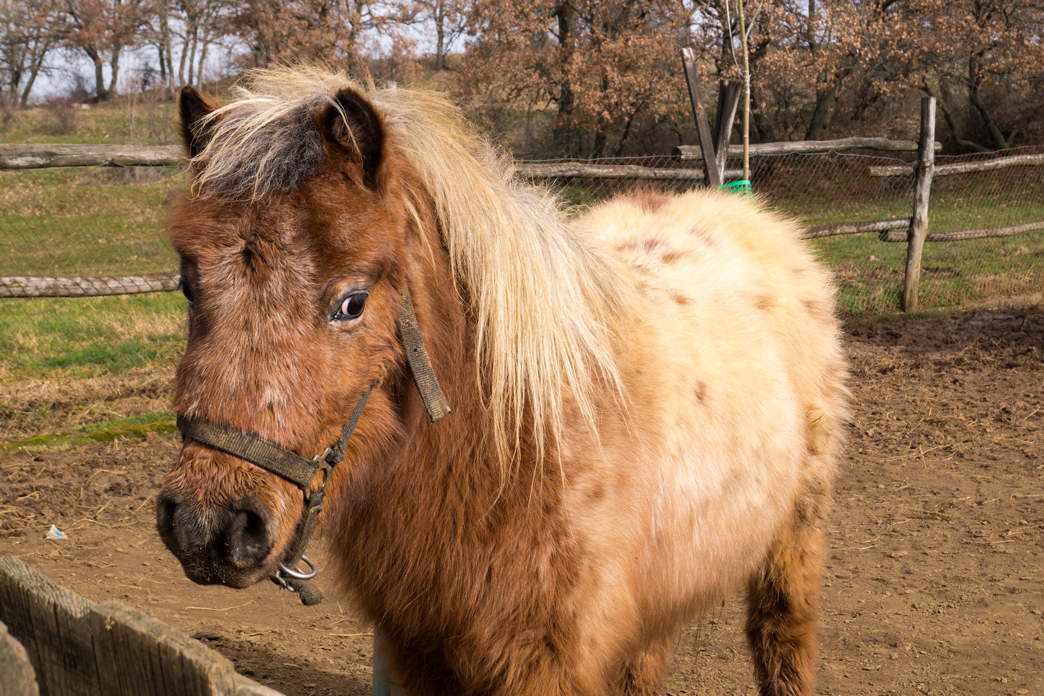 Fly Bites In Horses Symptoms Causes Diagnosis Treatment Recovery 