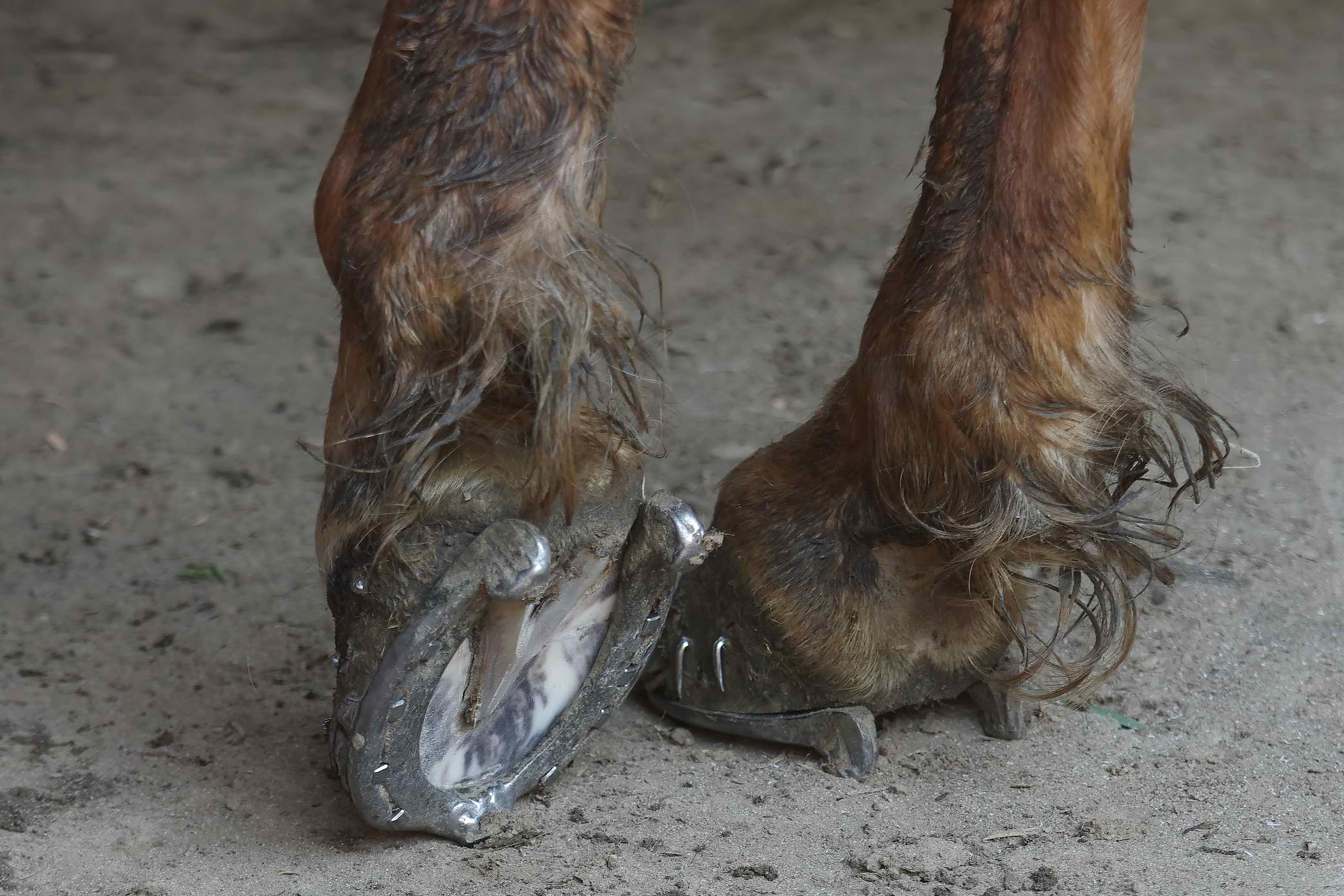 Fracture of the Carpal Bones in Horses Symptoms, Causes, Diagnosis, Treatment, Recovery