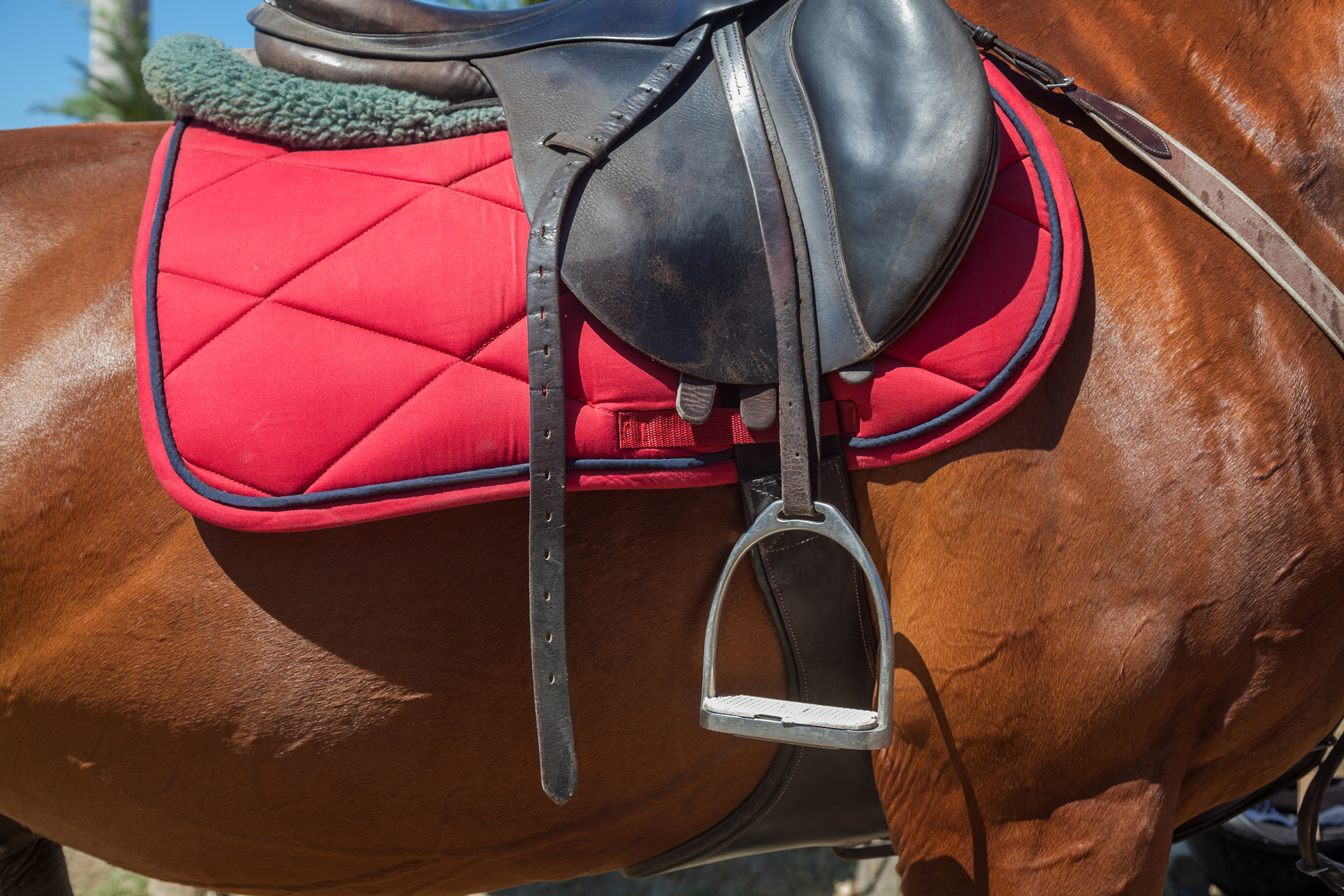 Girth Gall in Horses Symptoms, Causes, Diagnosis, Treatment, Recovery