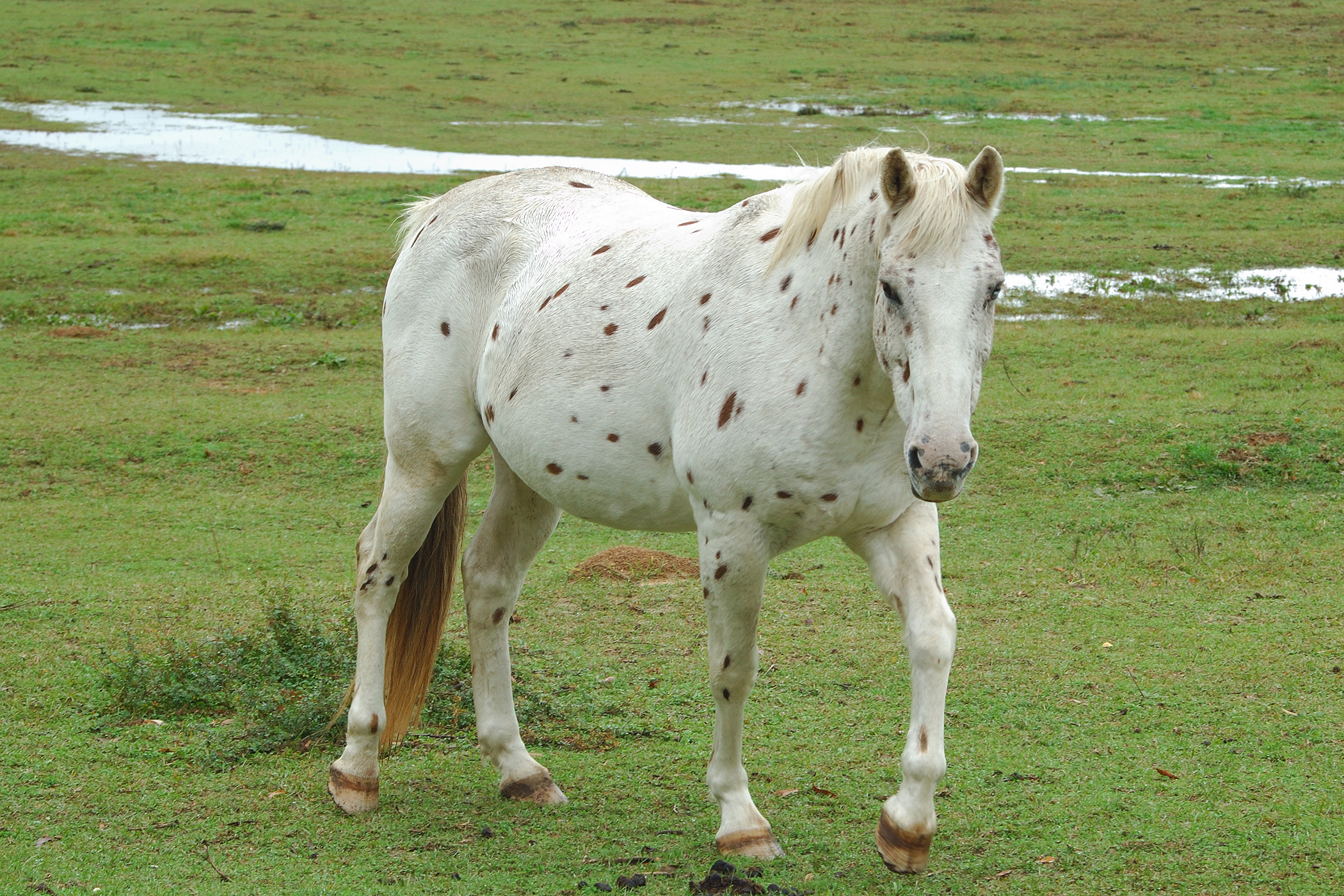 Hematoma in Horses Symptoms, Causes, Diagnosis, Treatment, Recovery