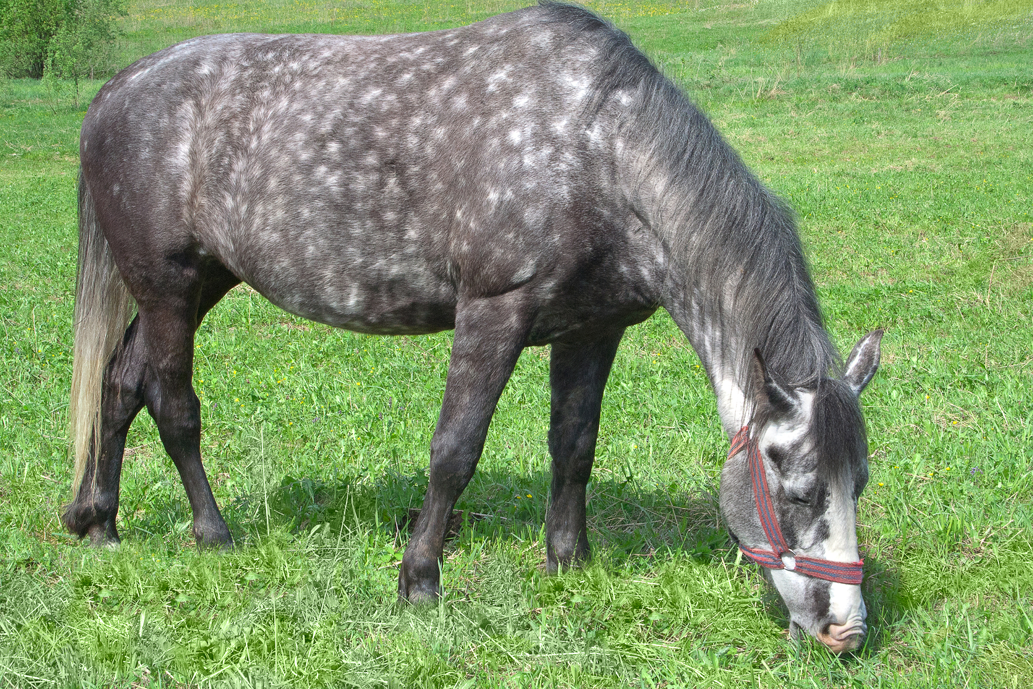 Mosquito Bites in Horses Symptoms, Causes, Diagnosis, Treatment