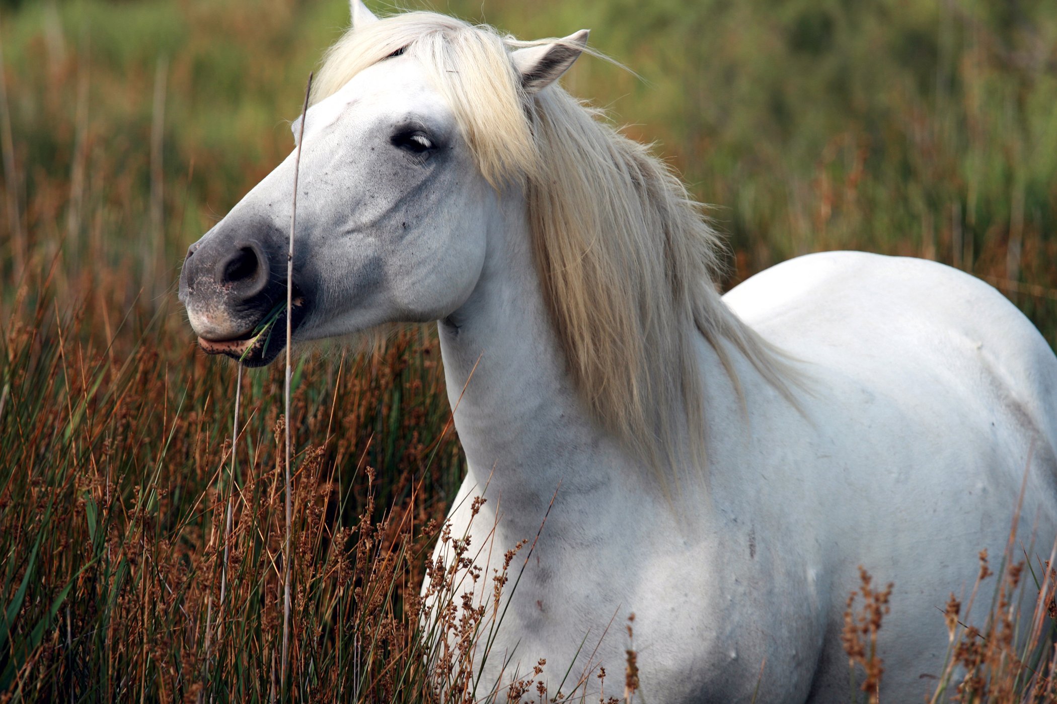 Horse Condition Type Autoimmune