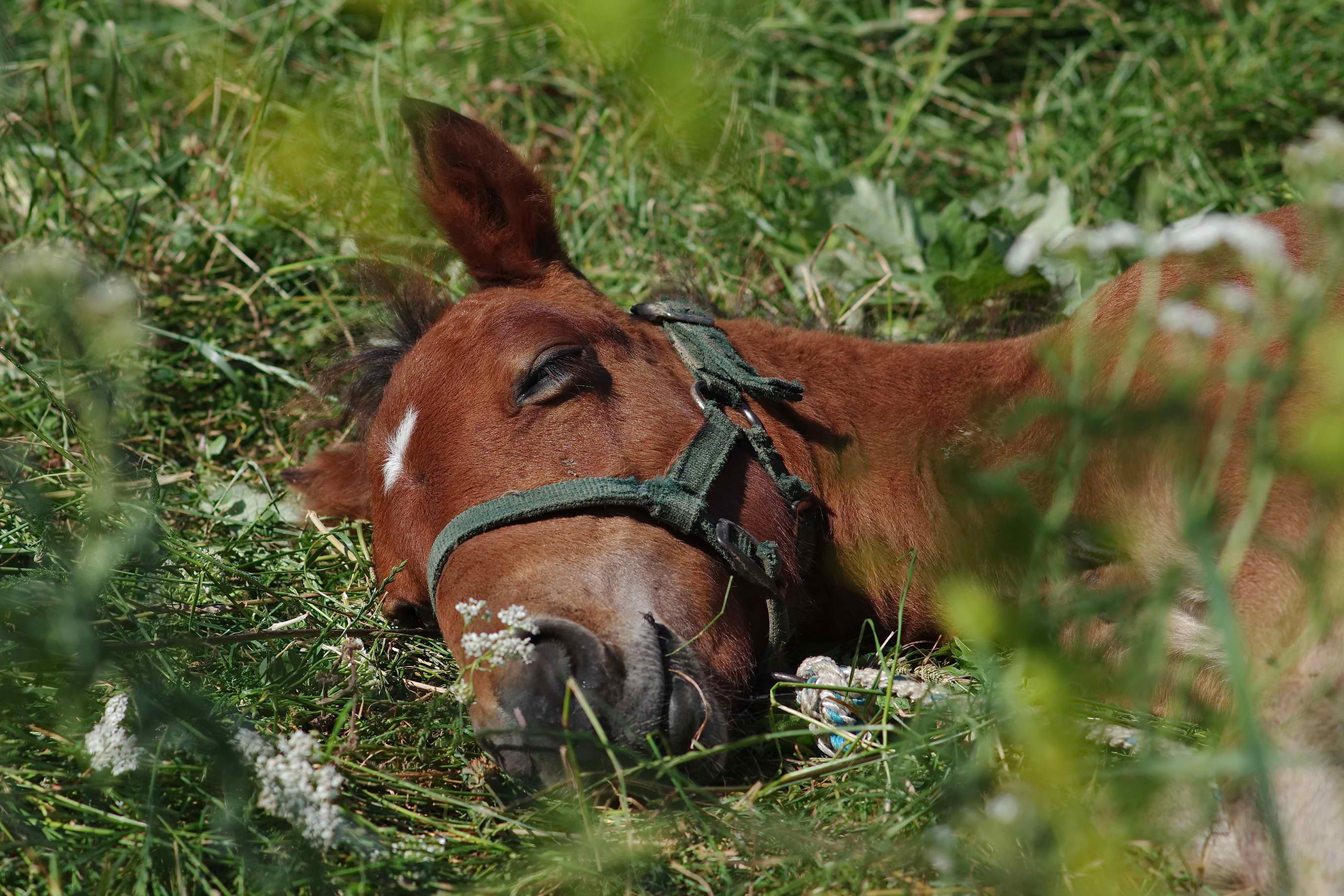 Straw Itch Mite in Horses Symptoms, Causes, Diagnosis, Treatment