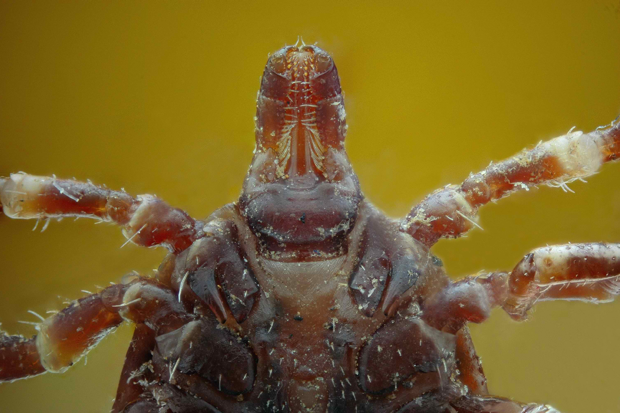 Ticks in Horses Symptoms, Causes, Diagnosis, Treatment, Recovery