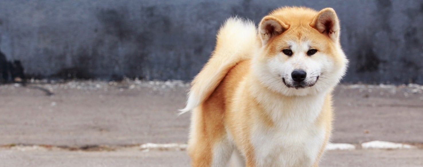 Akita Inu Dog Breed Health, History, Appearance, Temperament, and
