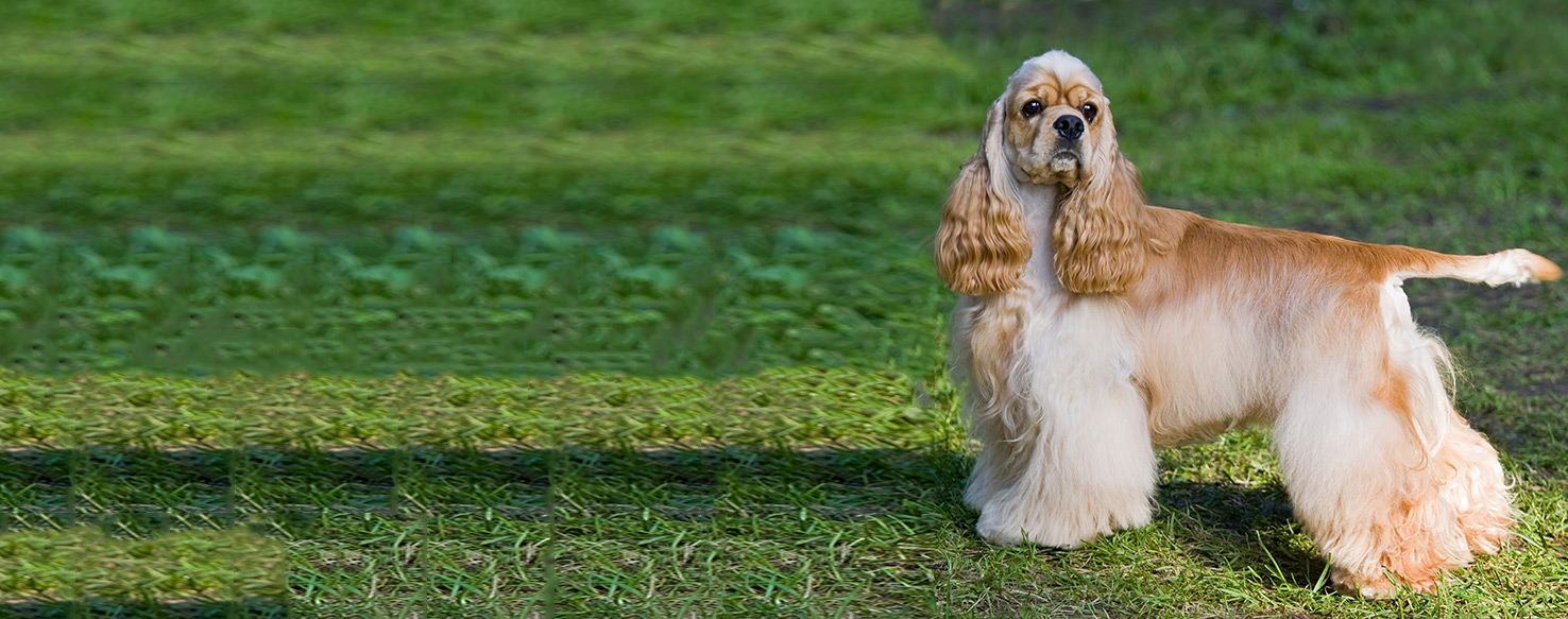 American Cocker Spaniel Dog Breed Health, History, Appearance
