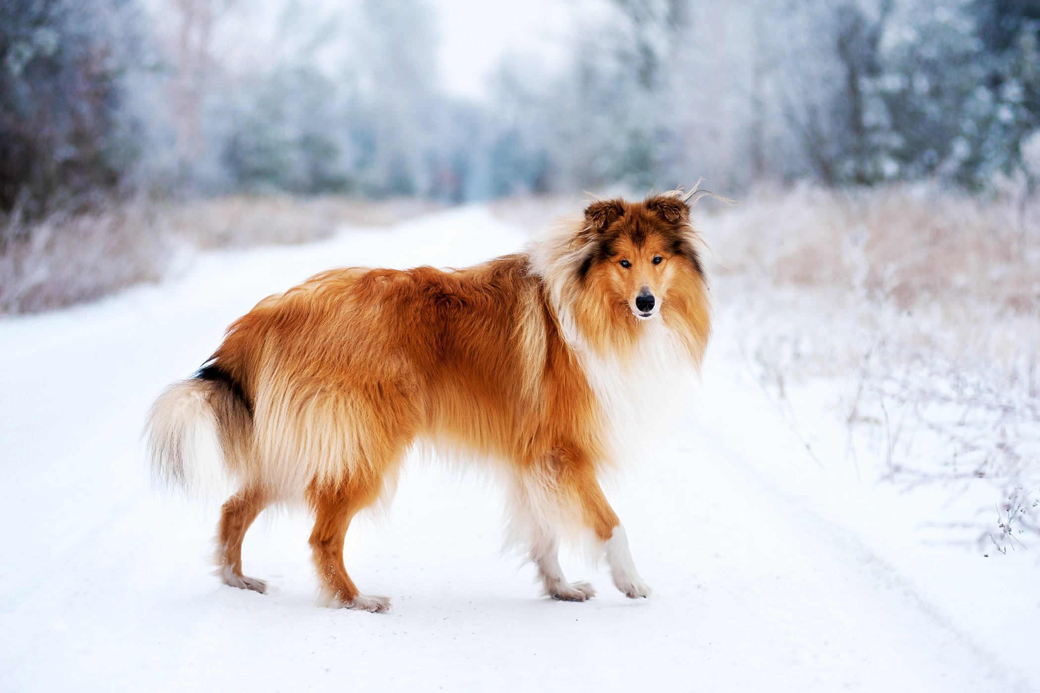 Collie Dog Breed Health, History, Appearance, Temperament, and