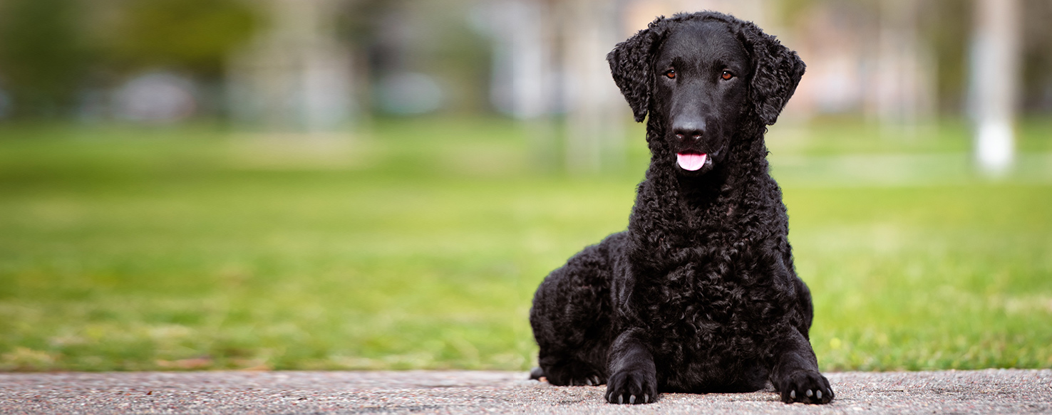 Curly Coated Retriever - Dog Breed Health, History 