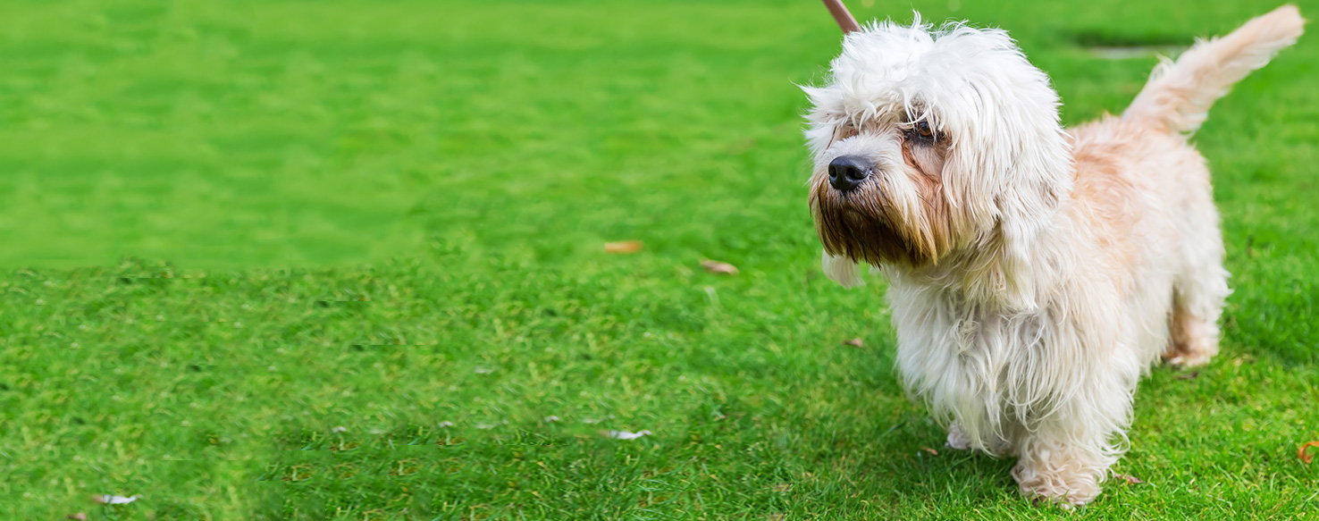 Dandie Dinmont Terrier - Dog Breed Health, History ...