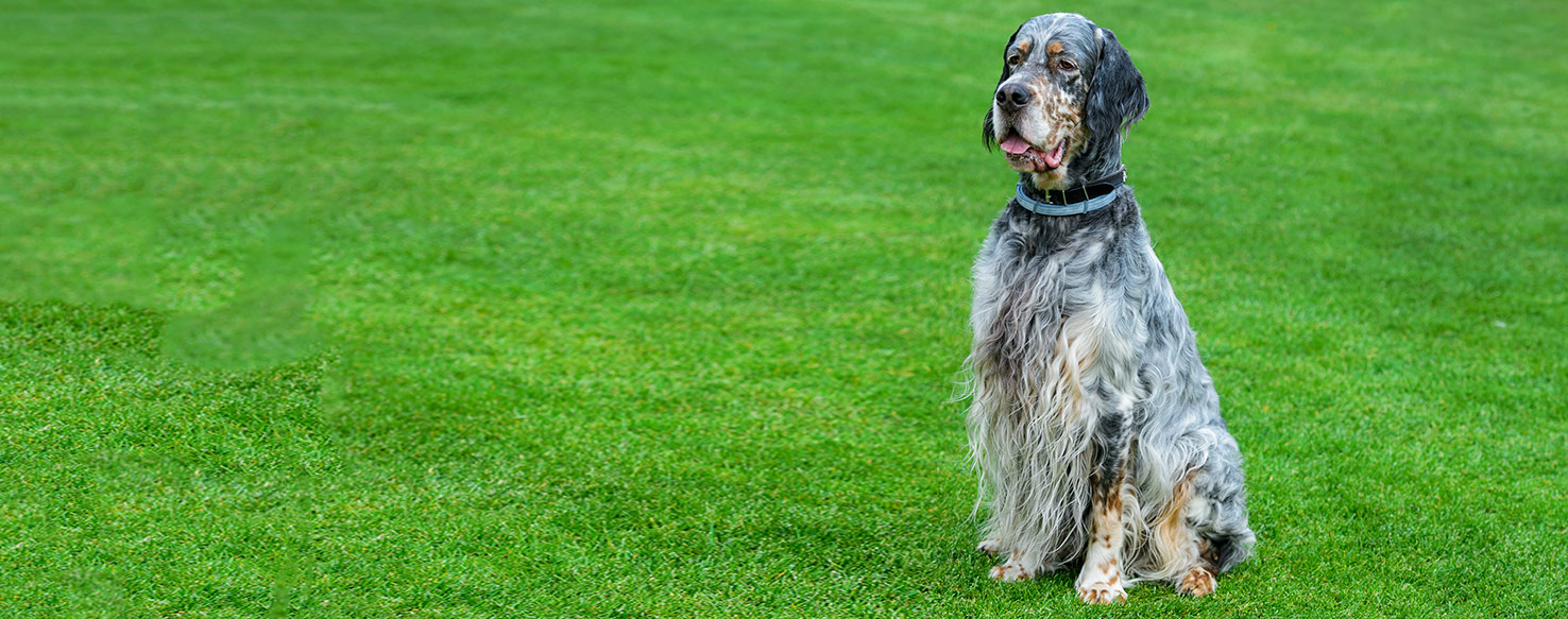 English Setter Dog Breed Health, History, Appearance, Temperament