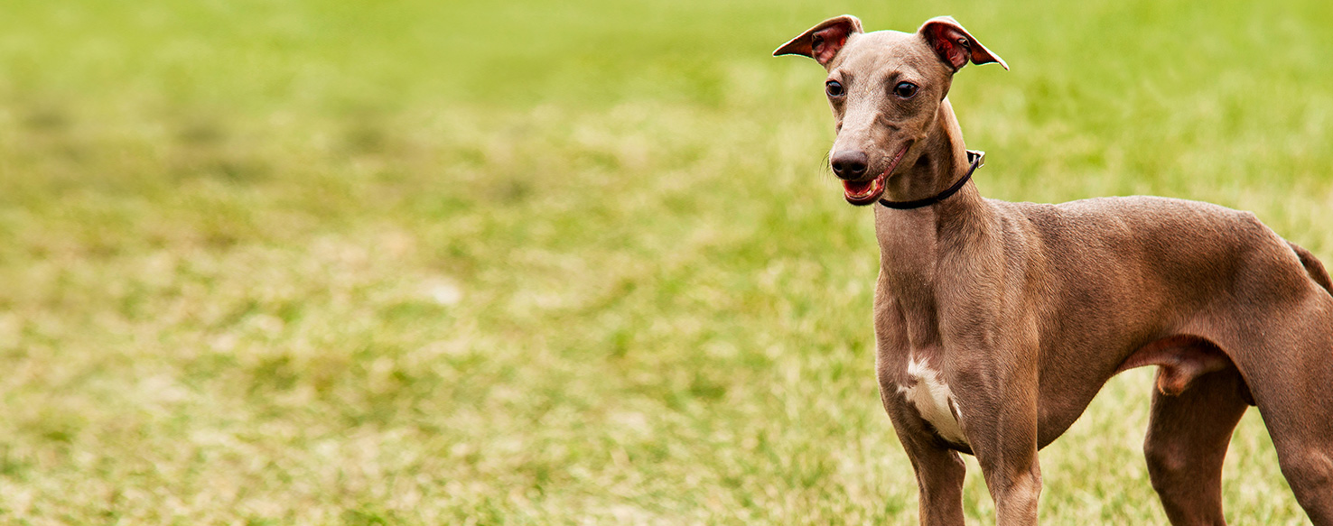 Italian Greyhound Dog Breed Health, History, Appearance, Temperament, and Maintenance
