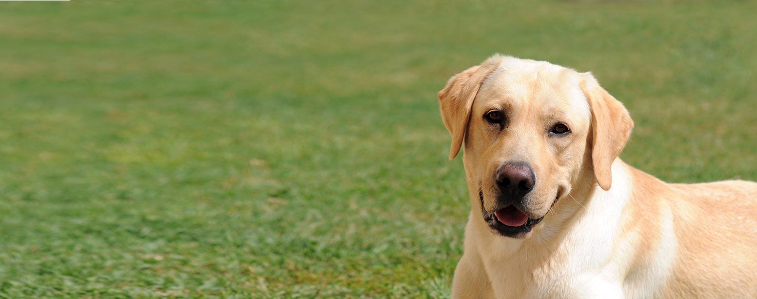 Labrador Retriever - Dog Breed Health, History, Appearance, Temperament