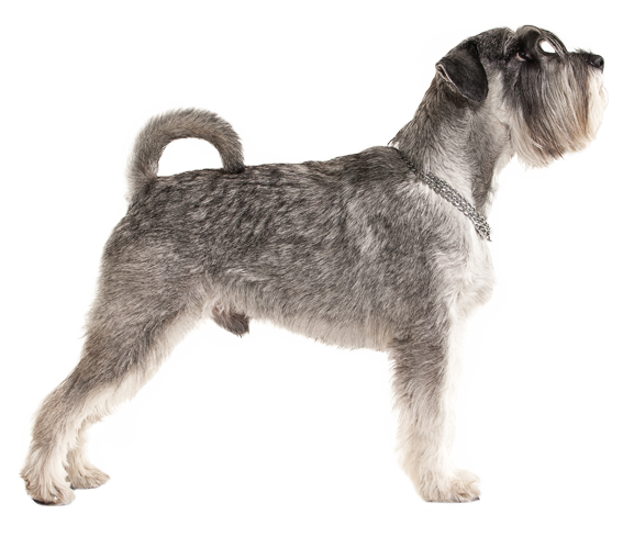 Miniature Schnauzer - Dog Breed Health, History 
