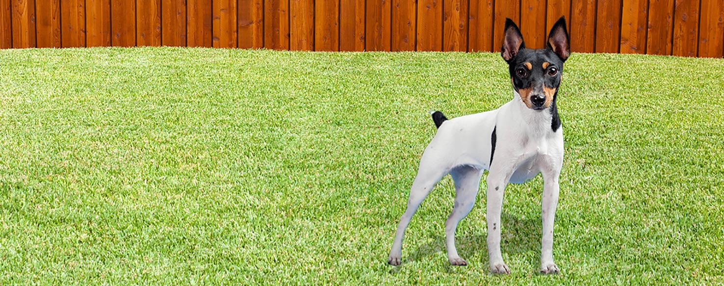 Toy Fox Terrier Dog Breed Health, History, Appearance, Temperament