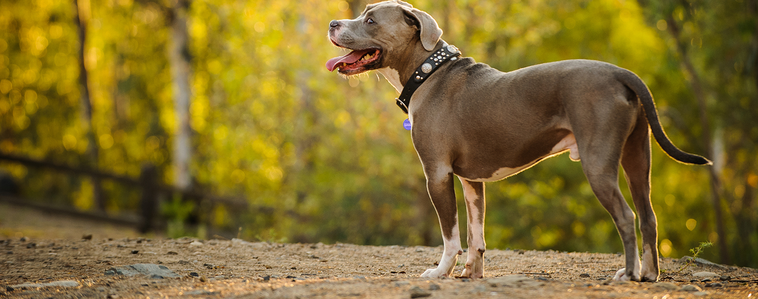 Can Dogs Get a Bladder Infection?