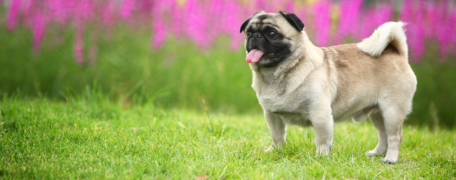 can dogs get abortions