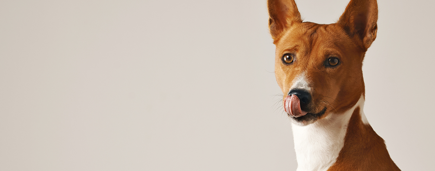 Can Dogs Get Boogers?