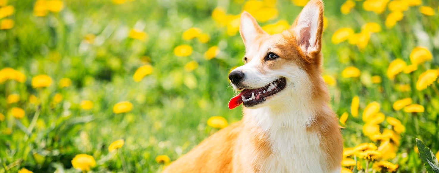 Can Dogs Get Fleas from Grass?