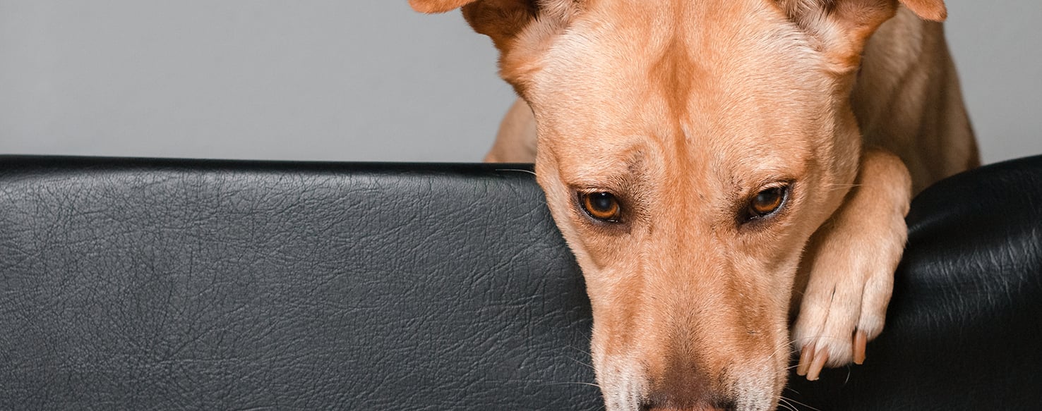 How To Tell If Your New Dog Is Depressed at Jamie Sallee blog