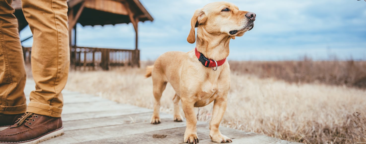 Pet Insurance Deductible A Barometer of Out of Pocket Costs
