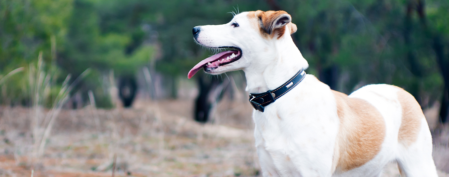 Smelly Dogs Causes of Dog Odor