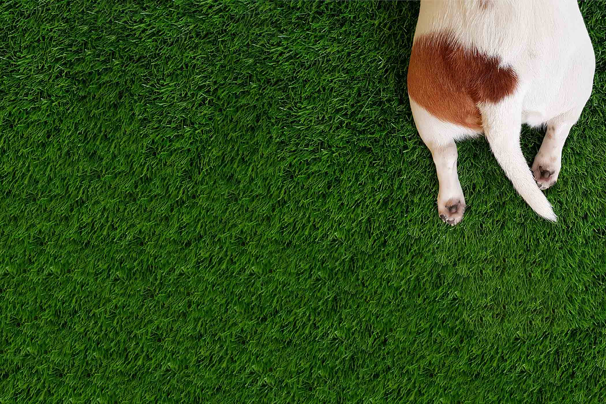 How to Groom a Dog's Rear End Wag!