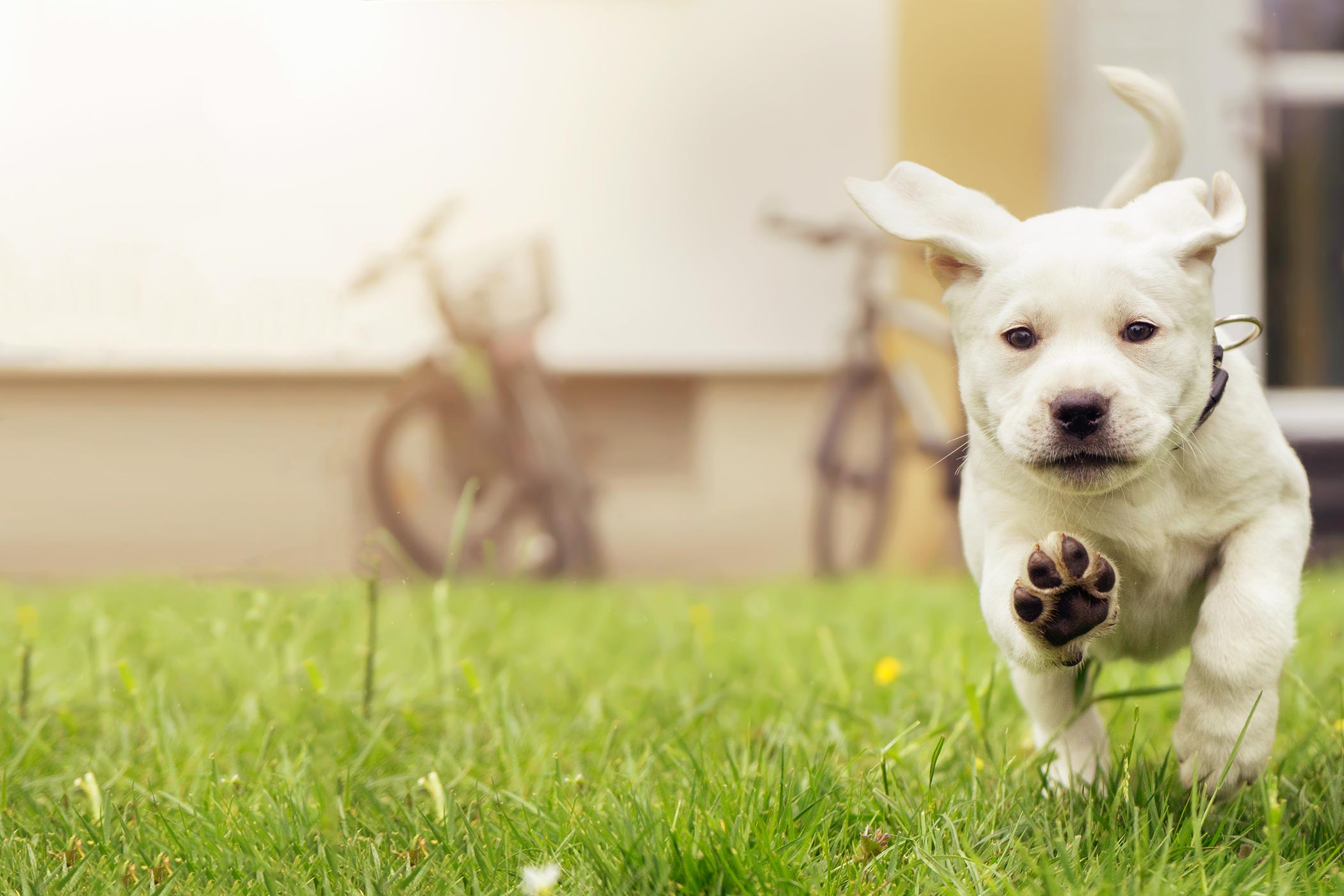 How to Trim a Dog's Paw Pads Wag!