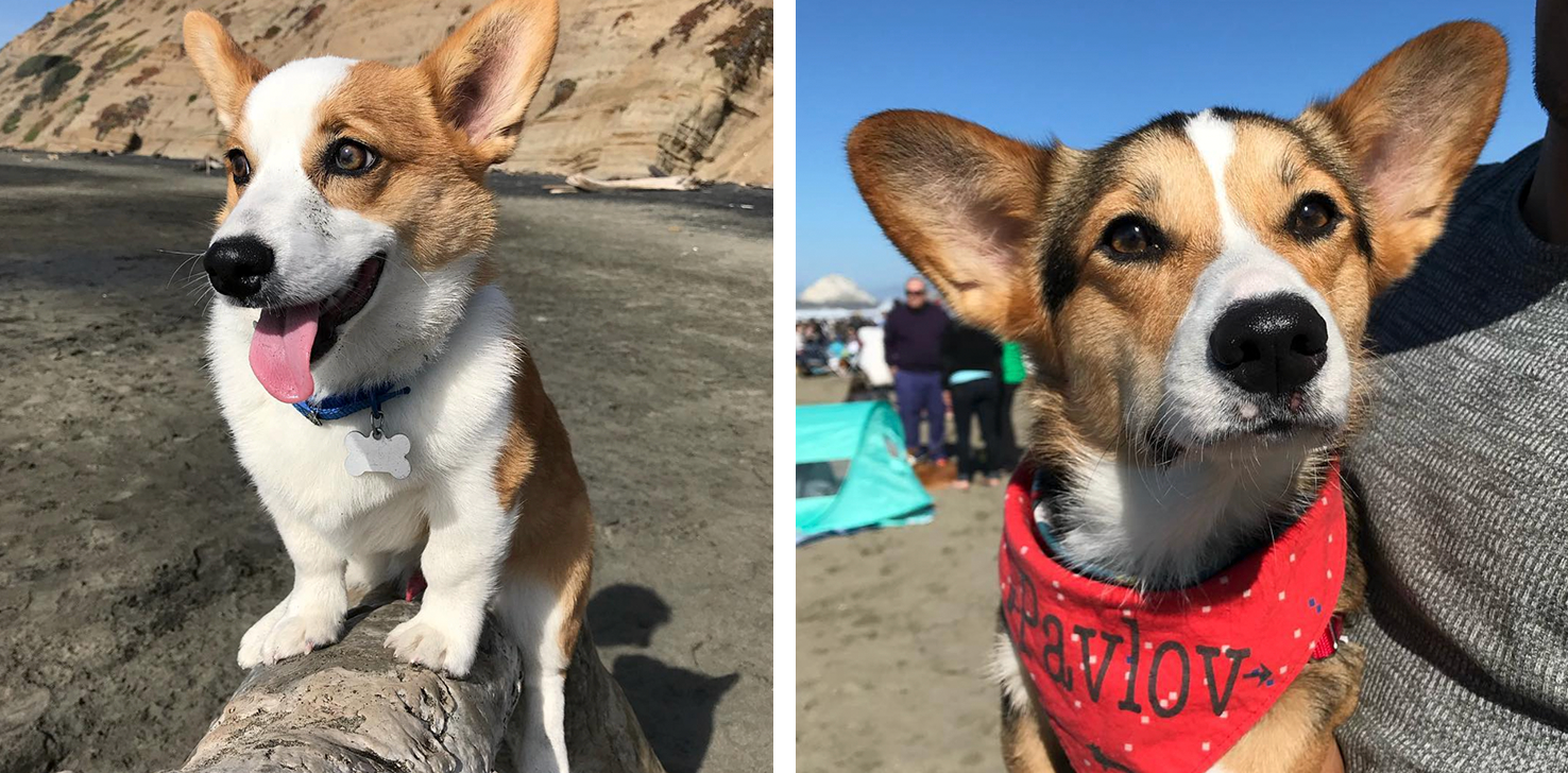 Crazy for Corgis? It’s Corgi Con Time in San Francisco!