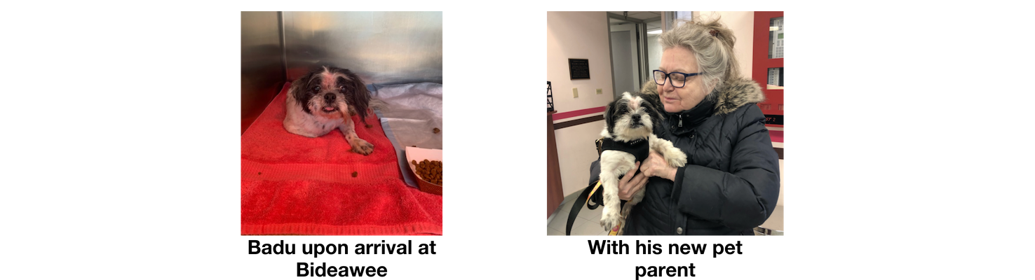 Badu Bounces Back — A Dog Adoption Story