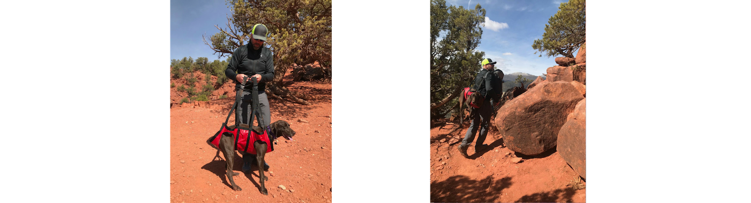 How an injured dog and a backpack created a lifesaving device