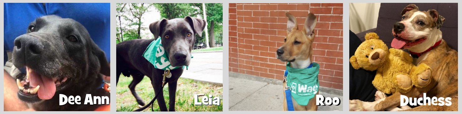 Helping Foster Dogs Find Forever Homes in New York City