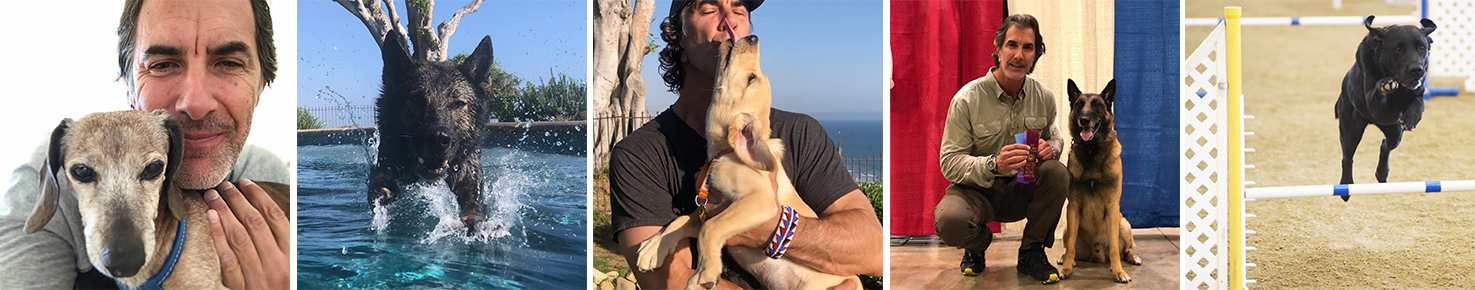 Best 2018 Holiday Gifts for Dogs
