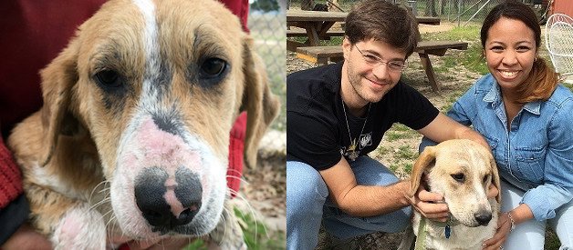 Before and after of Sienna, a rescue dog from Texas, after receiving care thanks to donations from Wag!, with her forever family.