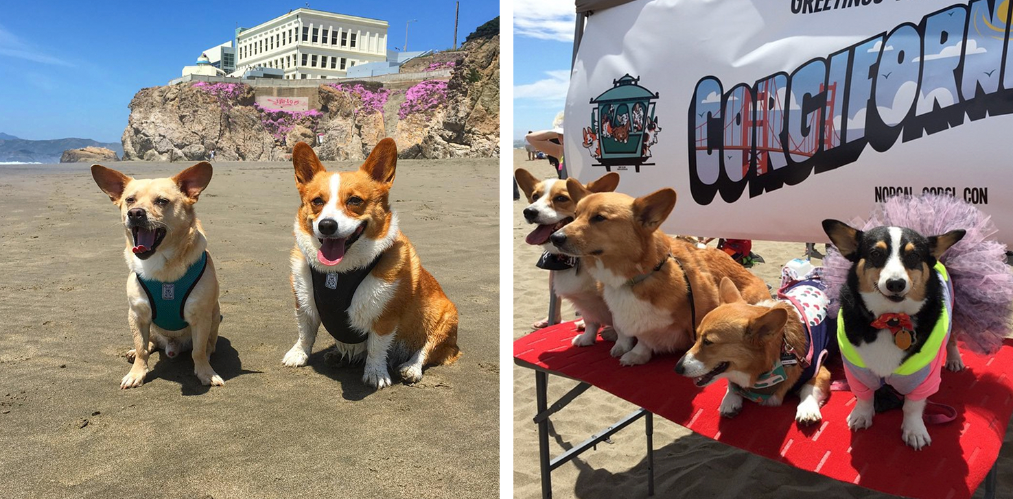 Crazy for Corgis? It’s Corgi Con Time in San Francisco!