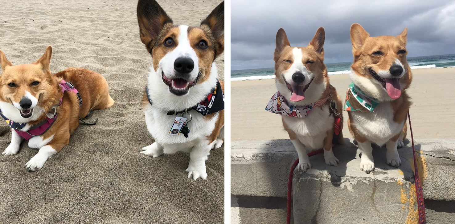 Crazy for Corgis? It’s Corgi Con Time in San Francisco!