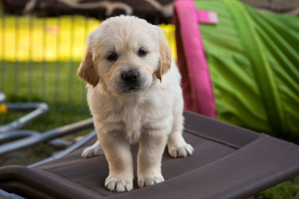 can 4 week old puppies go outside