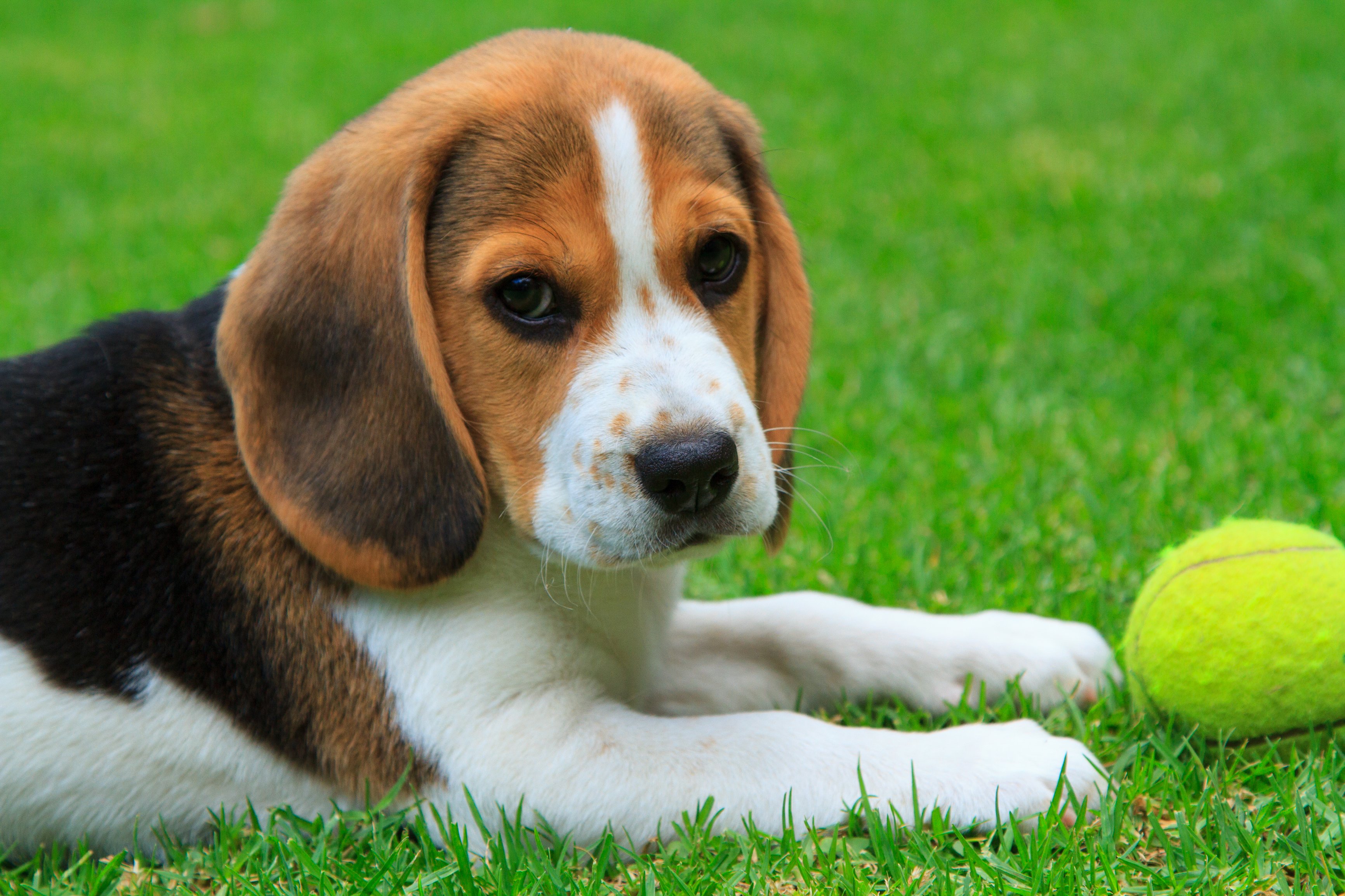 how long can 4 week old puppies go between feedings