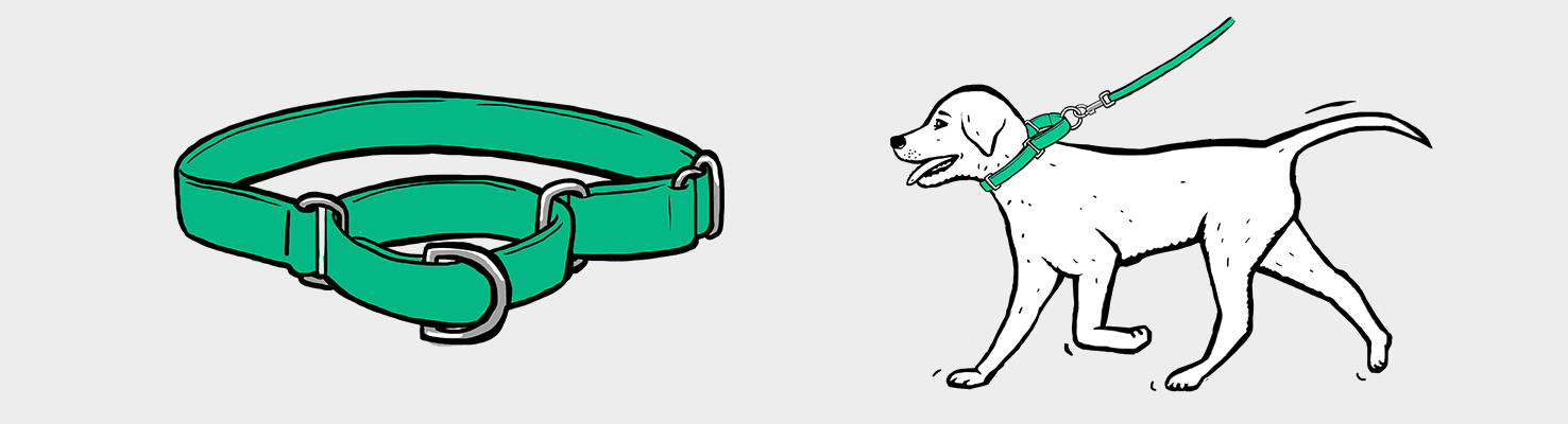 How to Make Sure Your Dog's Collar is on Correctly