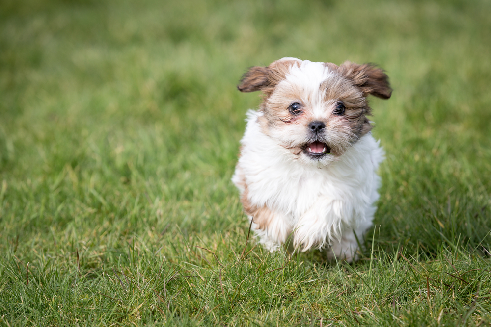 How To Prepare For A Shih Tzu Puppy Dog Ownership Wag 