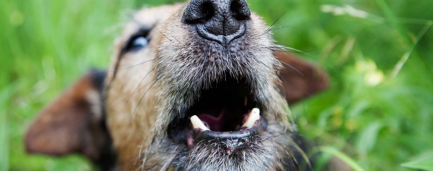 How to Train Your Older Dog to Stop Barking - Wag!