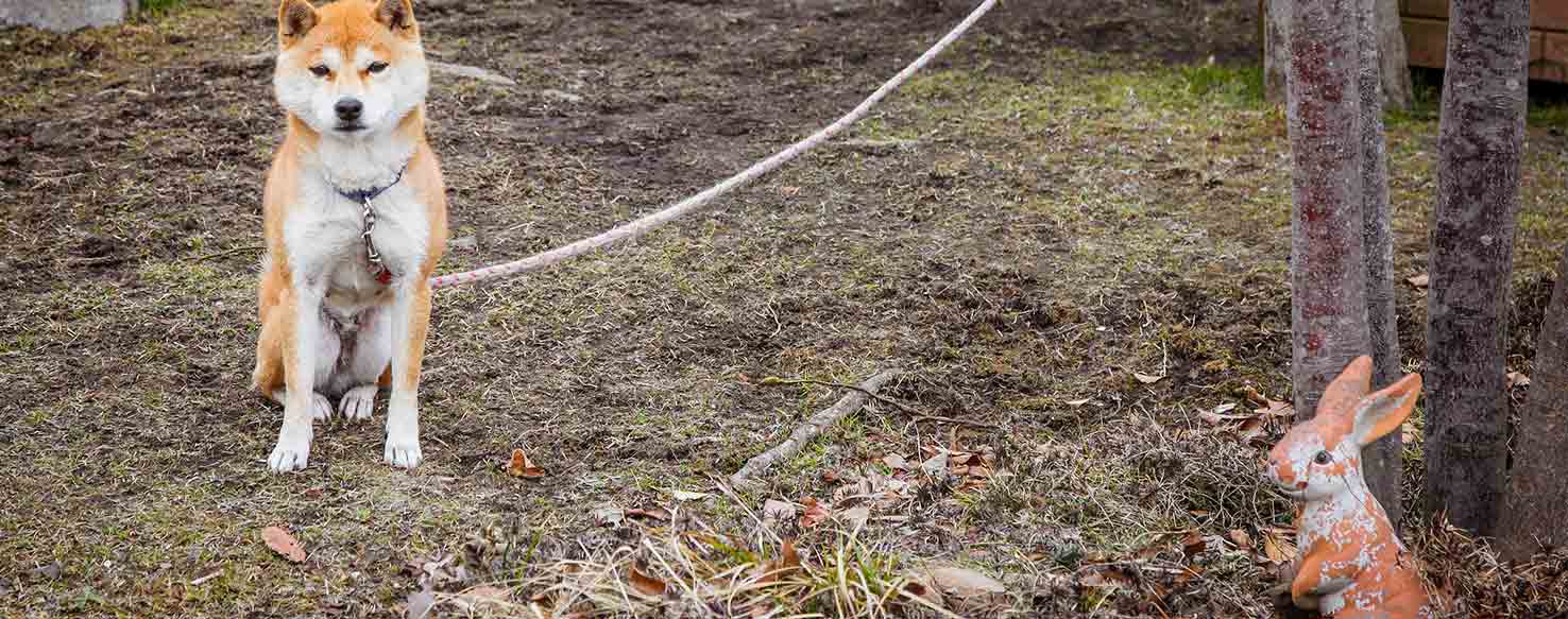 How to Train Your Dog to Not Kill Rabbits Wag!