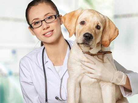 dog gastroenteritis recovery time dog gastroenteritis recovery time