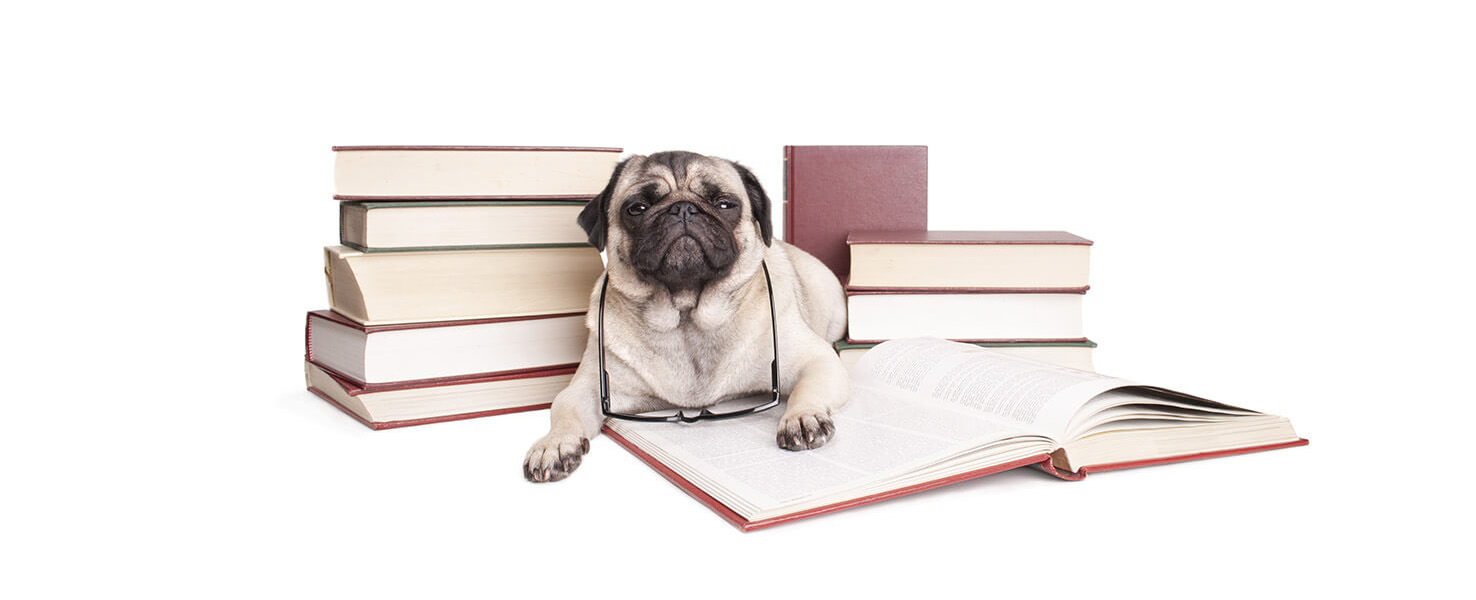 The Daily Wag! Archives - Wag!