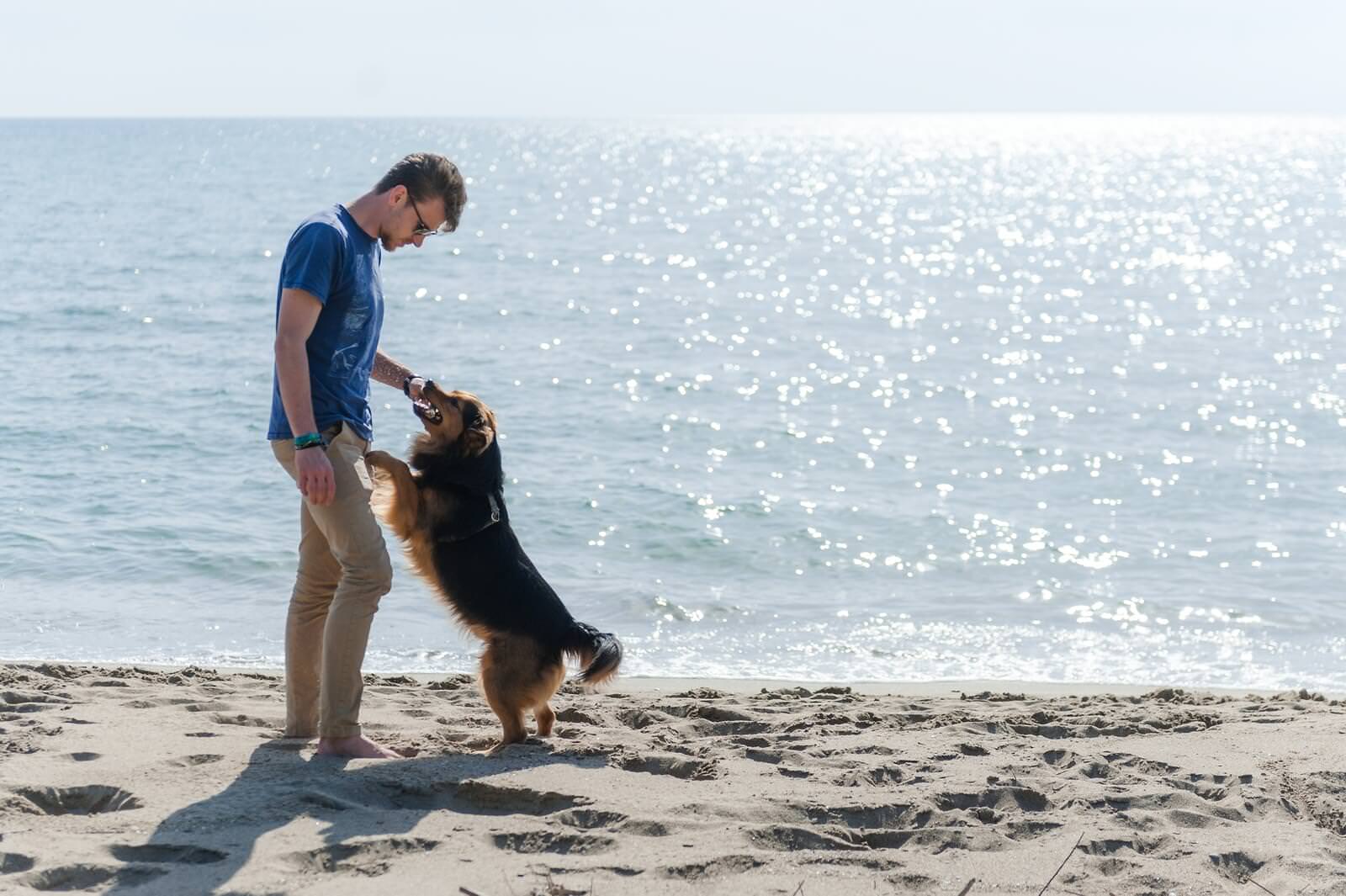 Get Wallpaper Chicken Ranch Beach Dog Friendly Beach In Inverness Ca Wag Desktop Wallpaper Free
