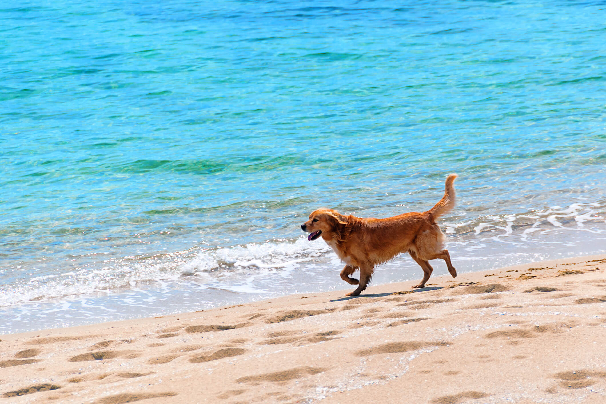 Does Nahant Beach Allow Dogs