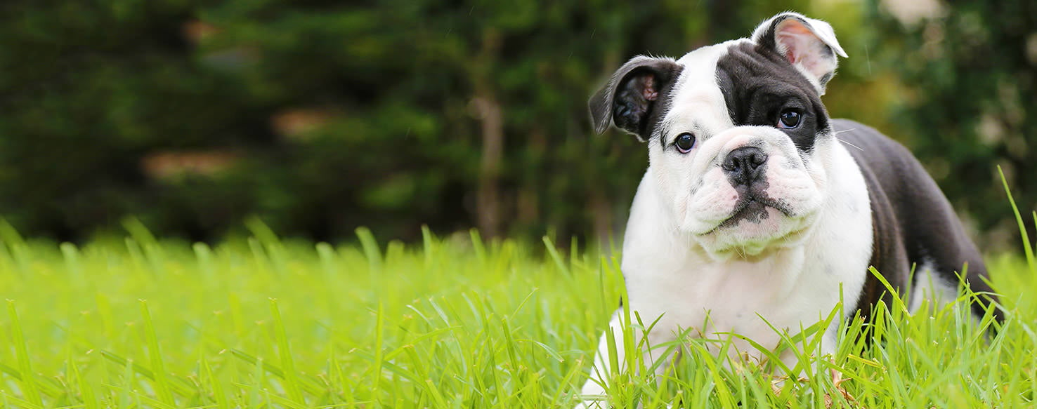 wellness-can-my-dog-eat-seafood-hero-image